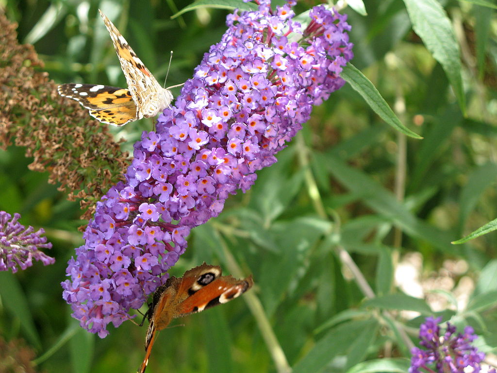 Buddleia flowers with butterflies