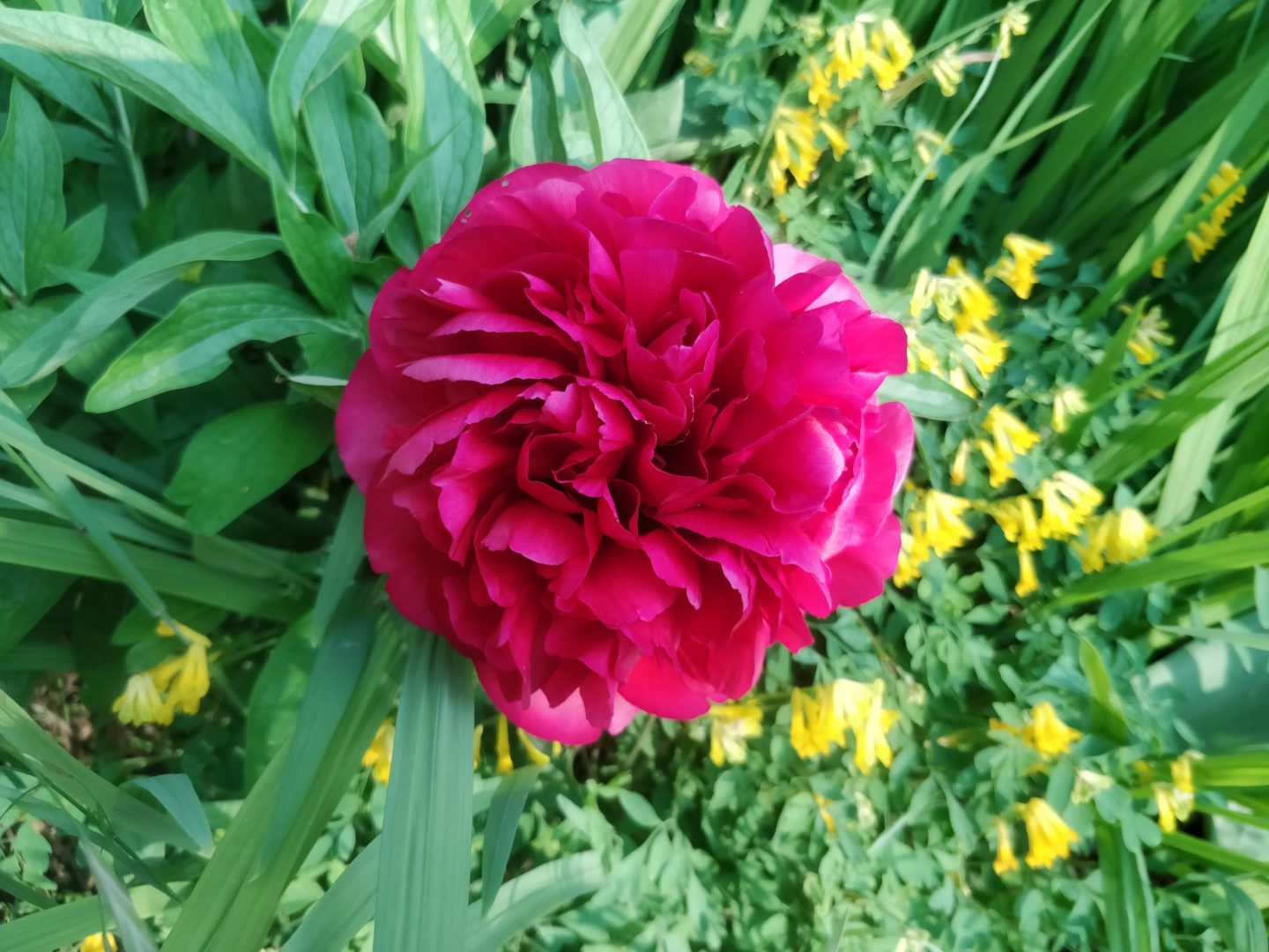 Peony Flower