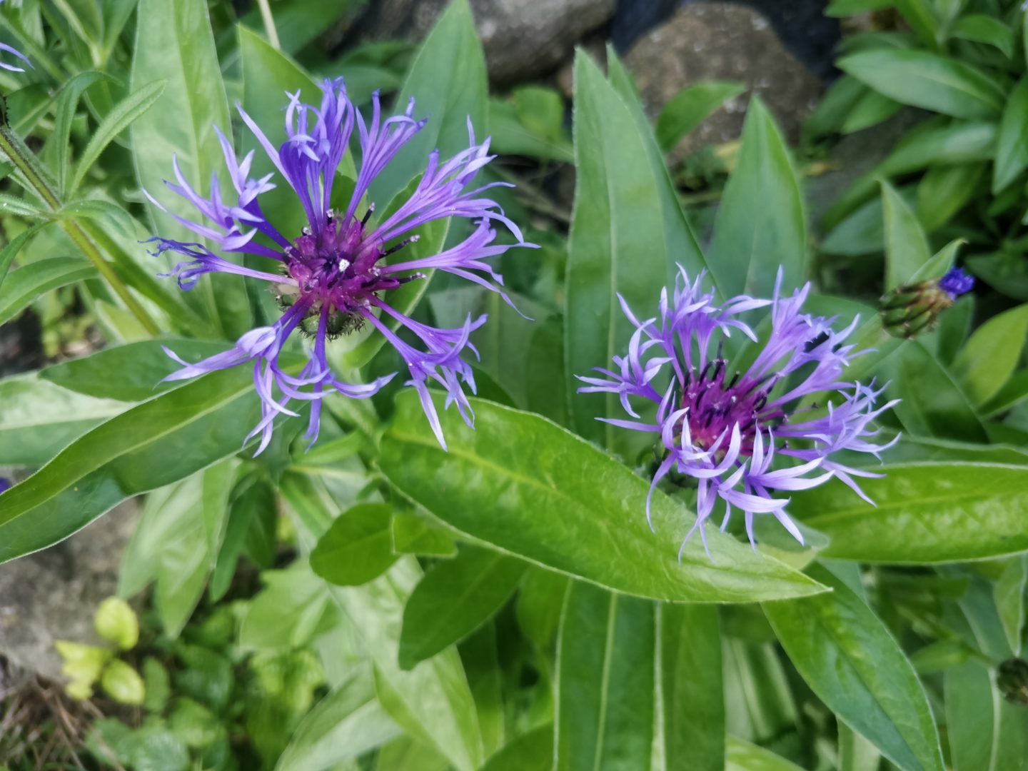 Centaurea montana