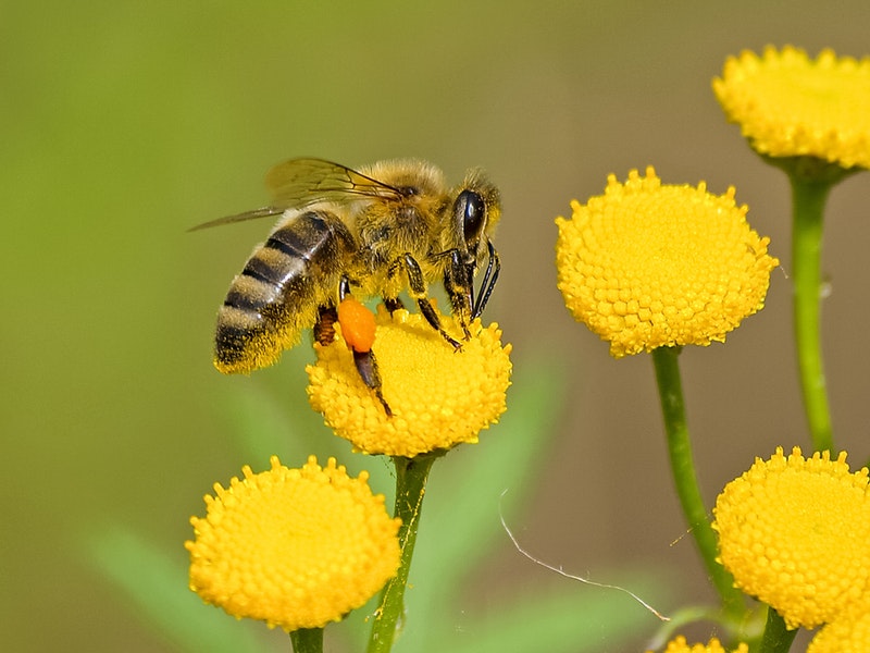 ways to help the honeybee