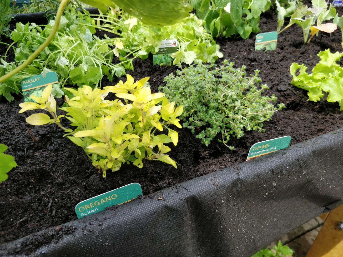 Herbs in the Vegtrug