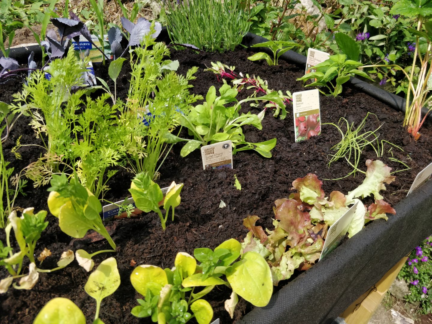 Vegetables in the Vegtrug