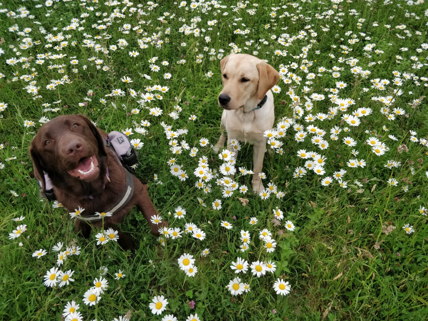 Tips for Trimming Your Dog's Nails