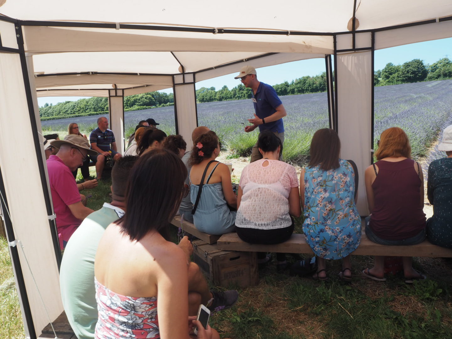 Learning about Lavender Lavender Tour at Castle Farm Shoreham