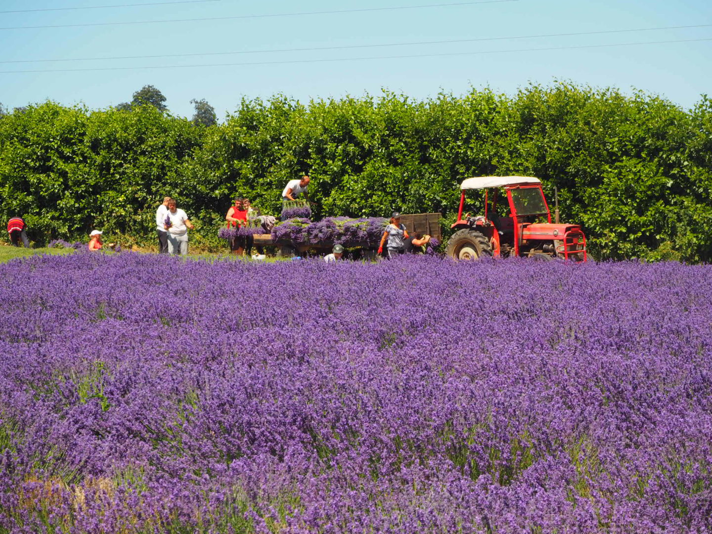 In the Lavender Fields Lavender Tour at Castle Farm Shoreham