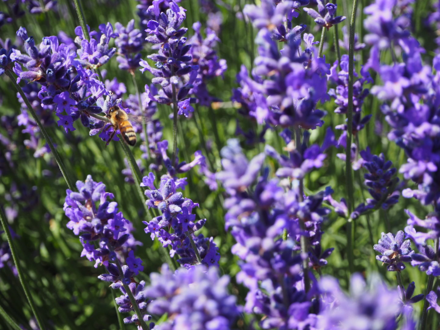Close up Lavender and Bee Lavender Tour at Castle Farm Shoreham