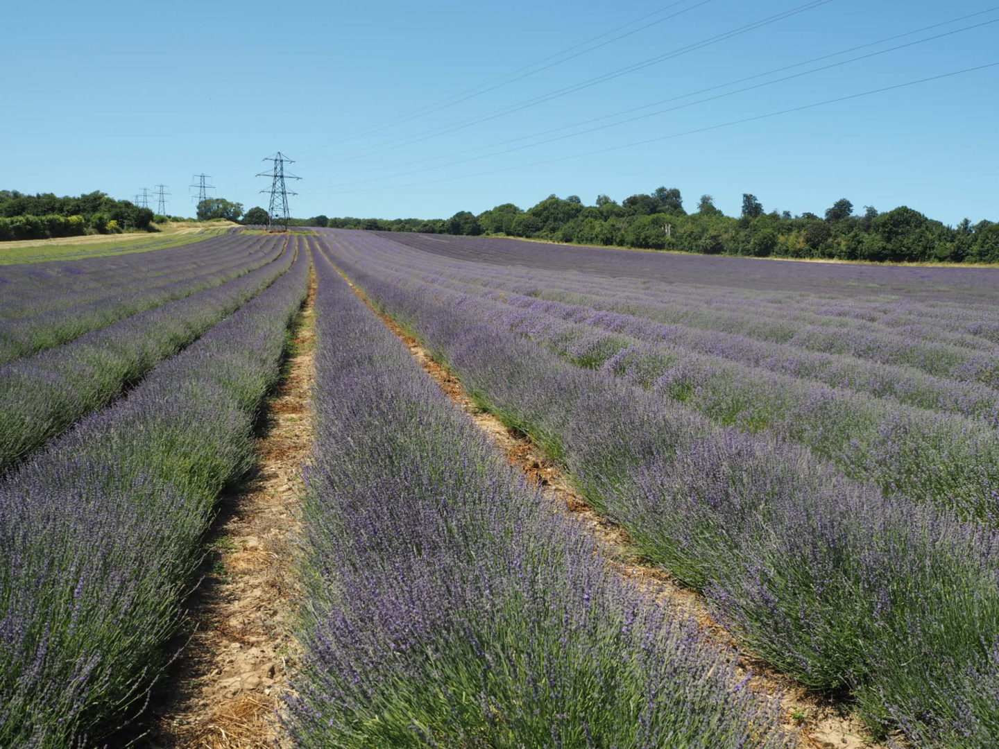 Lavender Tour at Castle Farm Shoreham