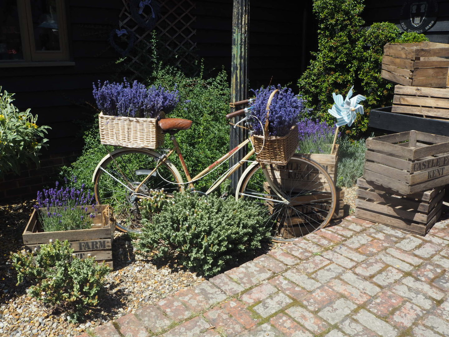 Lavender Tour at Castle Farm Shoreham Lavender Bike