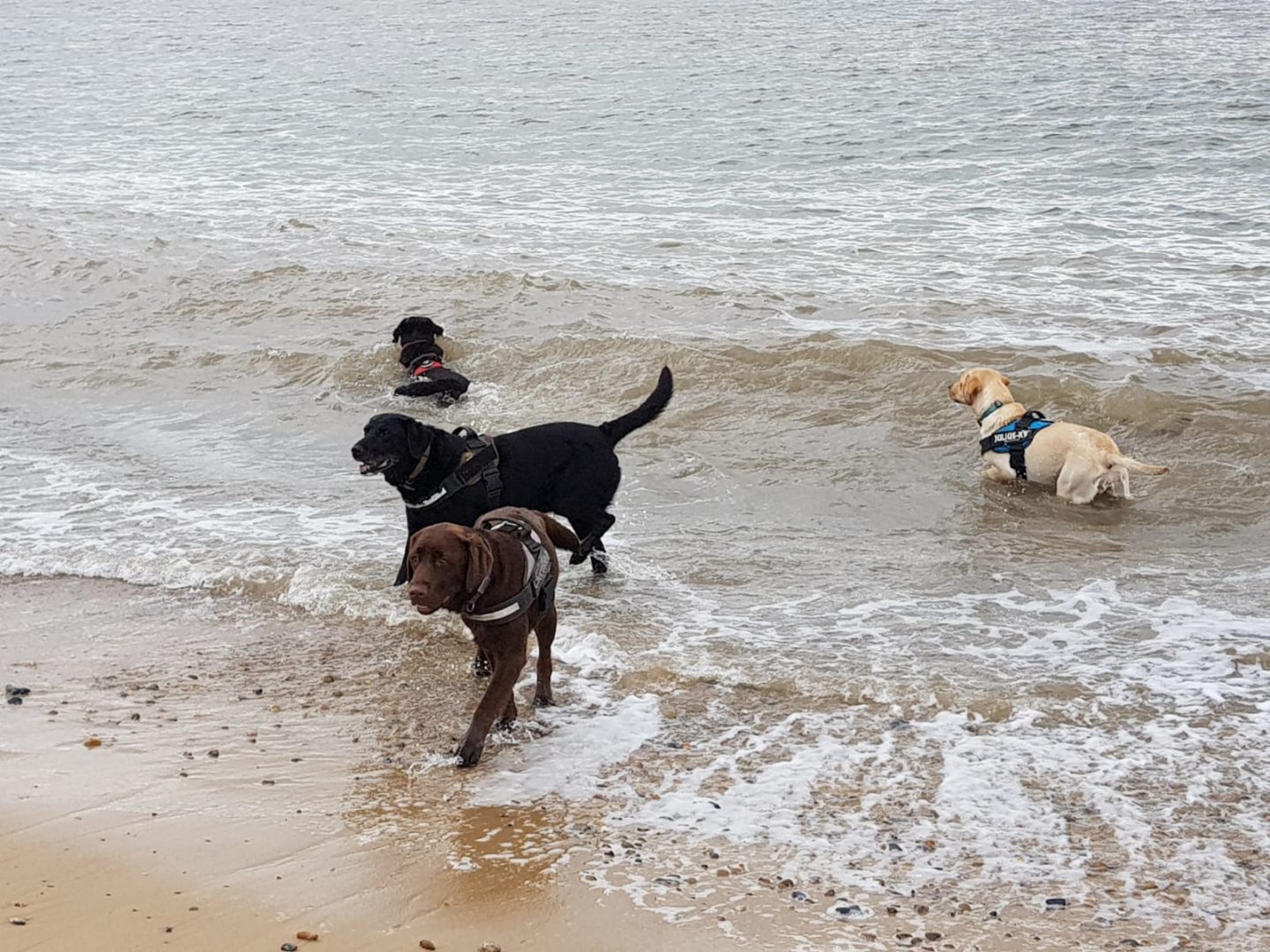 Dogs playing on Great Yarmouth Beach
