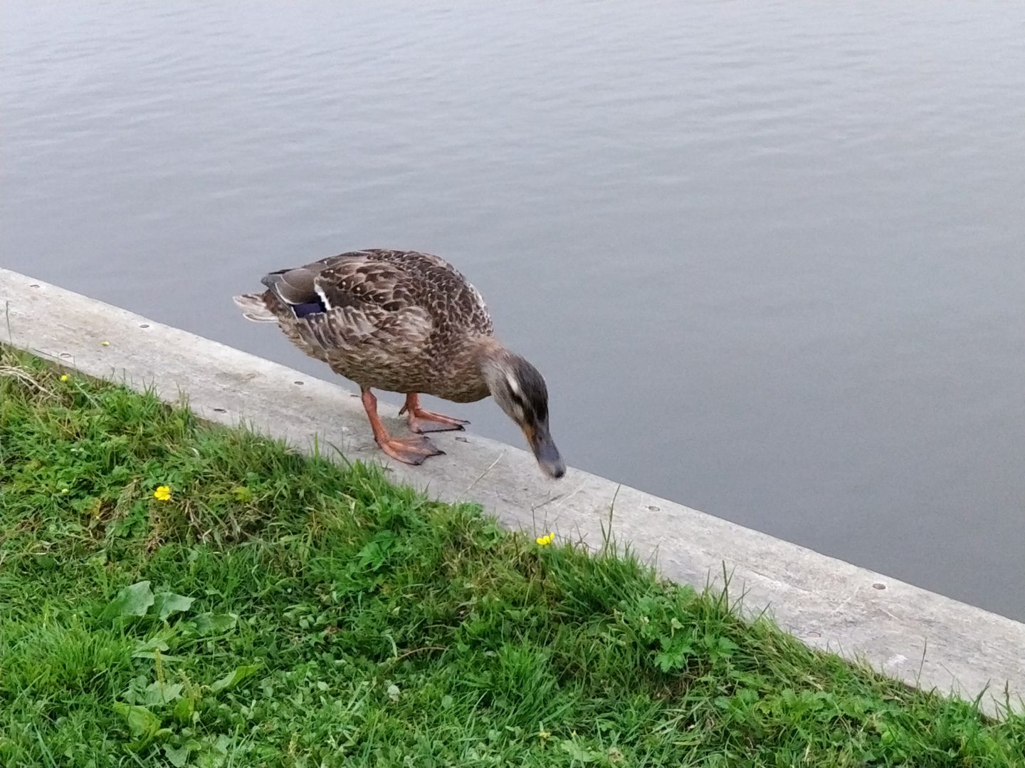 wildlife on Norfolk Broads
