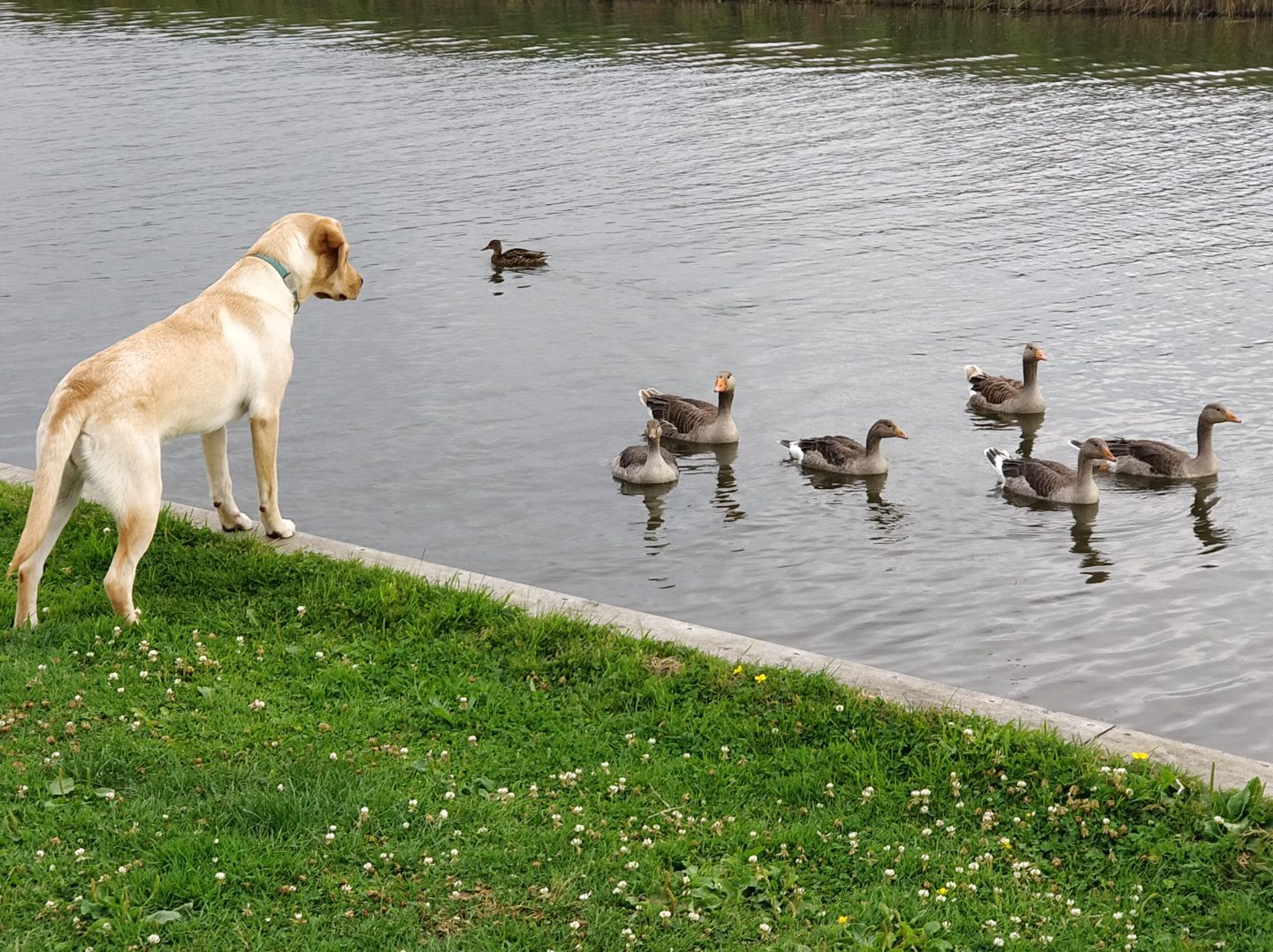 Puppy watching wildlife on Norfolk Broads