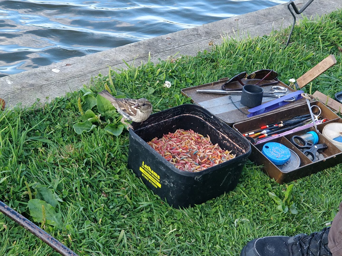 Sparrow eating maggots fishing on the Norfolk Broads