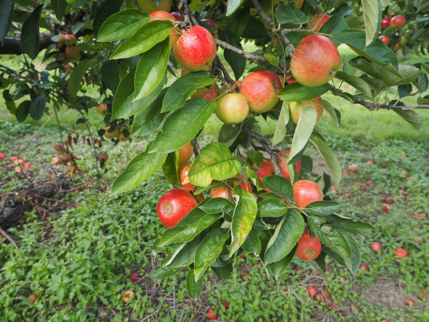 Apple Picking at Castle Farm Shoreham