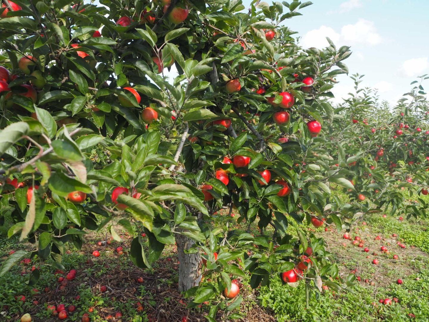 Apple Picking at Castle Farm Shoreham