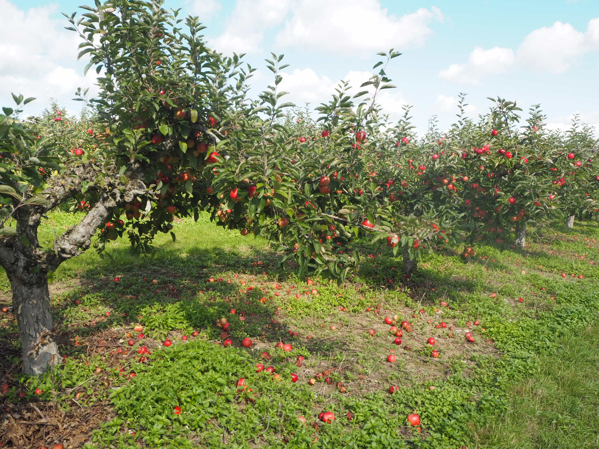 Apple Picking at Castle Farm Shoreham