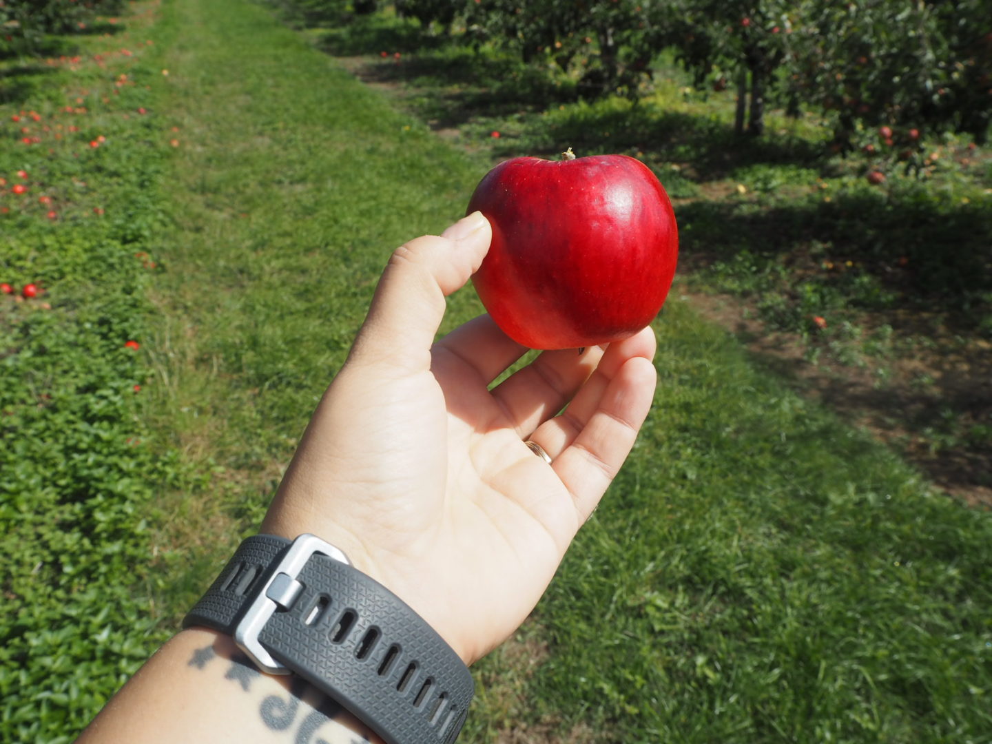 Apple Picking at Castle Farm Shoreham