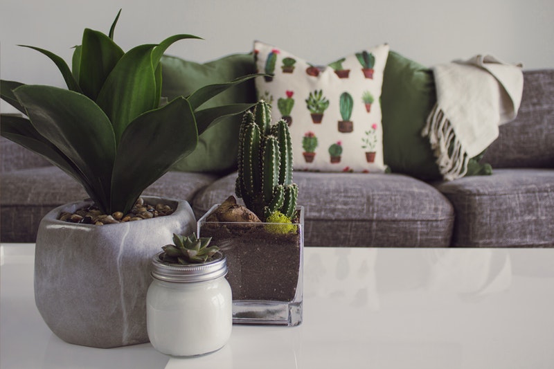 a grey sofa with cactus cushions
